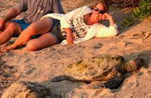 Kona Shore Excursion: Sea Turtles, Historic Kona & Coffee