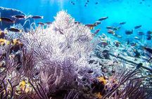 Phi Phi Tour from Krabi - Small Group of 12 - All Includes