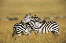 2 Days Budget Safari Masai Mara