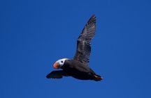 Kenai Fjords Cruise