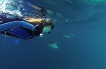 Full Day Kicker Rock 