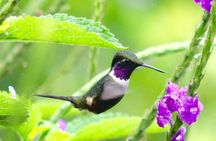 Private Tour: Equator Line,Hummingbirds Garden & 2-hour Hike in a Primary Forest