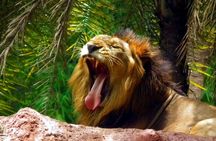 Delhi Zoo White Tigers & lions with Old Fort Visit