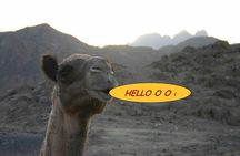 Super Desert Safari (4WD, Quad Bike, Camel Ride, BBQ Dinner & Drinks) 