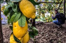 Private Tour: The Path of the Lemons