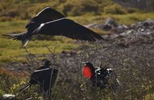 Seymour North Island & Las Bachas Full-Day Tour