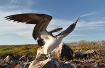 Seymour North Island & Las Bachas Full-Day Tour