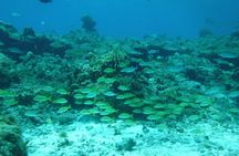 Cozumel Catamaran Snorkeling Tour & Lunch (Hotel Pick Up)