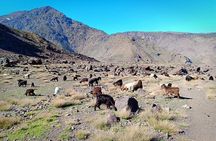 Trekking in Morocco / 3 Days Valley Trek in the Atlas Mountain & Waterfalls