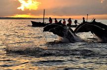 Amazing Private Tours: Dolphins Lovina and Gitgit Waterfall include Lunch