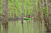 Damas Island Mangrove Kayaking Tour from Jacó