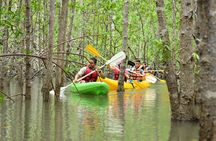 Damas Island Mangrove Kayaking Tour from Jacó