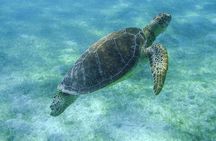 Sea Turtle Snorkeling Ecofriendly Tour from Cancun & Riviera Maya