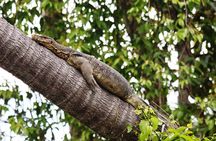 Klias Wildlife Safari River Cruise from Kota Kinabalu