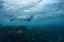Snorkel, ATV, Zipline and Cenote Adventure from Cancun
