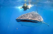 La Paz Whale Shark Snorkeling Tour and Lunch From Los Cabos