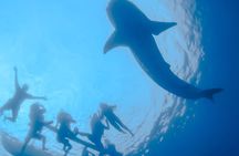 La Paz Whale Shark Snorkeling Tour and Lunch From Los Cabos