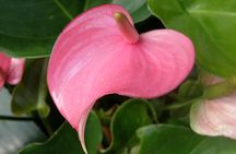 Taste of Barbados Full-Day Sightseeing tour