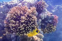 Red Sea Snorkeling from Hurghada 