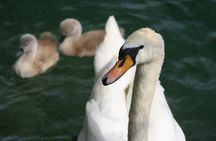 Ljubljana: Lake Bled Experience small group half-day tour