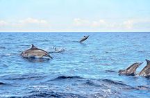 Full-Day Mauritius Volcanic Wonders Tour Including Swimming with Wild Dolphins