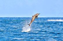 Mauritius Wild Dolphin Swim With Hotel Transfers (Private or Shared)