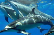 2-Hours Dolphin Excursion in Mauritius
