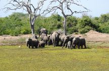 Bundala Birding Paradise - All Inclusive Tour