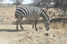 Day Trip to Mikumi National Park from Morogoro