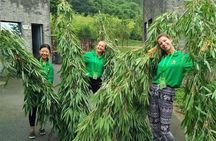 All Inclusive Wolong or Dujiangyan Panda Base Volunteering