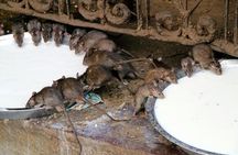Karni Mata Temple (A Unique Rat Temple) Near Bikaner