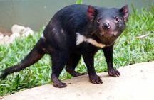 Kuranda Highlights including Rainforestation Aboriginal Culture and Wildlife R1B