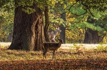Windsor Day Trip from London with a Local: Private & 100% Personalized 