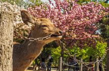 Nara Day Trip from Osaka: Private & Personalized with a Local