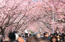 Tokyo Private Cherry Blossom Tour with a Local – Picnic Included