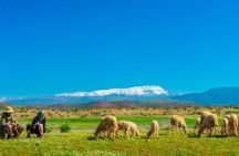 Berber Life Experience in the Atlas Mountains from Marrakech