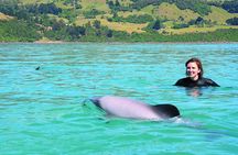Akaroa Swim with Dolphins Tour from Christchurch