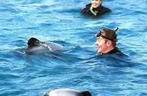 Akaroa Swim with Dolphins Tour from Christchurch