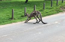 #1 Private Blue Mountains Tour by authentic story telling locals 