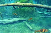 Kayaking in Hidden Freshwater Lagoon, Unseen Krabi Trip