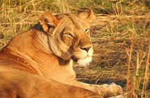 Tarangire day Trip from Arusha