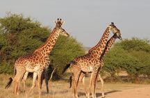Tarangire day Trip from Arusha