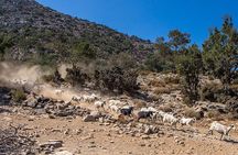 Wine & Olive Oil Tour with lunch at the White Mountains