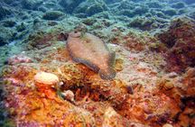 SSI Open Water Scuba Diving Course