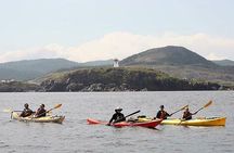 Harbour Kayak Tour