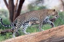 Jhalana Safari Park Leopard- One Jungle Jeep Safari And One Night Stay In Hotel