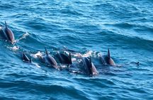 Whale Watching Day Trip to Mirissa From Colombo Or Negombo