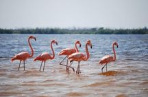 HOLBOX ISLAND TOUR - from Holbox (Private)