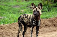Kruger National Park - 1 Day (Open Vehicle)