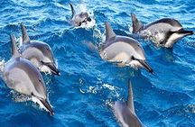 Dolphin Watching and Snorkeling Tour from Muscat